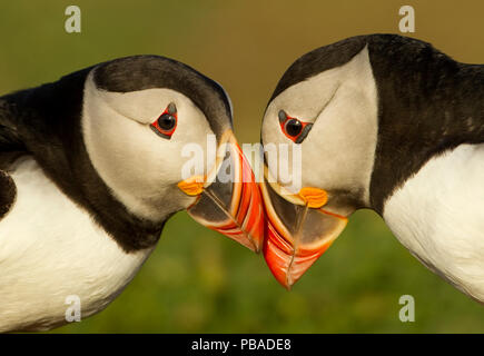 Atlantic pulcinelle di mare (Fratercula arctica) coppia bill sfregamento, parte del rituale di corteggiamento, Skomer Island, Wales, Regno Unito, maggio Foto Stock