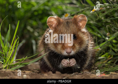 Unione hamster (Cricetus cricetus) capretti alimentare, in erba, captive. Foto Stock