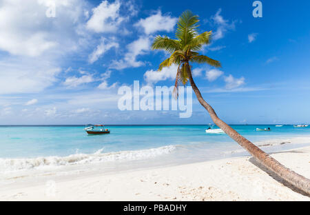 Palma da cocco albero cresce sulla spiaggia di sabbia bianca dell'isola di Saona. Mar dei Caraibi costa, Repubblica Dominicana Foto Stock