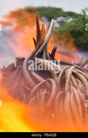 Pile di africana di avorio di elefante impostato sul fuoco dal Kenya Wildlife Service (KW). Questo burn incluso oltre 105 tonnellate di avorio di elefante, del valore di oltre 150 milioni di dollari. Il Parco Nazionale di Nairobi, Kenya, 30 aprile 2016. Foto Stock