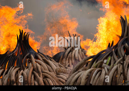 Pile di africana di avorio di elefante impostato sul fuoco dal Kenya Wildlife Service (KW). Questo burn incluso oltre 105 tonnellate di avorio di elefante, del valore di oltre 150 milioni di dollari. Il Parco Nazionale di Nairobi, Kenya, 30 aprile 2016. Foto Stock