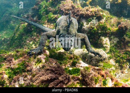 Iguana marina (Amblyrhynchus cristatus) alimentazione in acqua profonda per trovare le alghe, al largo della costa di Fernandina Island su Galapagos. Aprile 2016. Gran parte delle alghe sulla costa e a profondità minori sono stati uccisi da insolitamente caldo El Nino meteo. Foto Stock