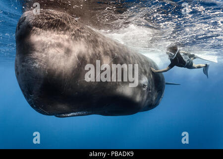 Nuotatore stroking 'auto', un maschio di Capodoglio (Physeter macrocephalus) che spesso sembra di cercare e di godere in contatto con le persone. Caraibi, Gennaio 2010. Modello rilasciato. Foto Stock