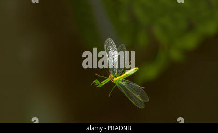 Verde (Mantisfly Zeugomantispa minuta) in volo, Texas, USA, Giugno. Foto Stock