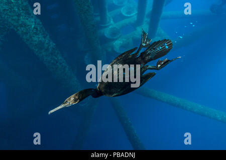 Brandt il cormorano (Phalacrocorax penicillatus) nuoto al di sotto di una piattaforma petrolifera. Eureka Rig, Los Angeles, California, Stati Uniti d'America. A nord-est dell'Oceano Pacifico. Foto Stock