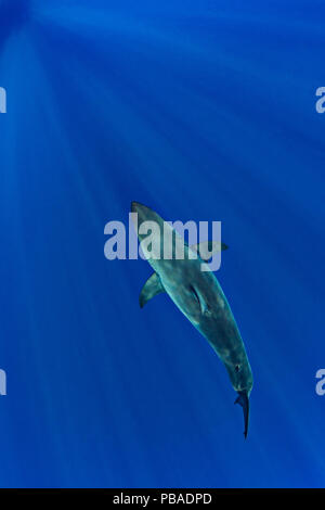 Il grande squalo bianco (Carcharodon carcharias) dall'alto. Isola di Guadalupe, Baja California, Messico. Oriente Oceano Pacifico Foto Stock