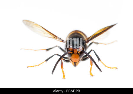 Asian hornet (Vespa velutina), Maine-et-Loire, Francia, Novembre, progetto meetyourneighbors.net Foto Stock