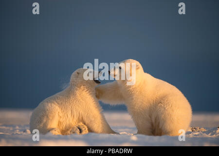 Due orso polare (Ursus maritimus) cubs giocando sulla confezione appena formata ice, al di fuori di un'area 1002, Arctic National Wildlife Refuge, versante Nord, Alaska, STATI UNITI D'AMERICA, Ottobre. Le specie vulnerabili. Foto Stock