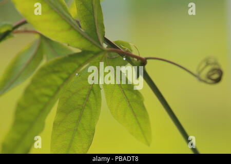 Close up di foglia lobata di blu (Passiflora Passiflora caerulea) con nettare delle ghiandole. Foto Stock