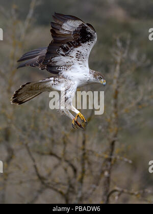 L'aquila del Bonelli (Aquila fasciata) lo sbarco, la Catalogna, Spagna, Febbraio. Foto Stock