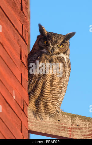 Grande Gufo cornuto (Bubo virginianus) sono ' appollaiati al di fuori di un vecchio fienile in inizio di mattina di sole a temperature di congelamento, Okanogan County, Washington, USA, Gennaio Foto Stock