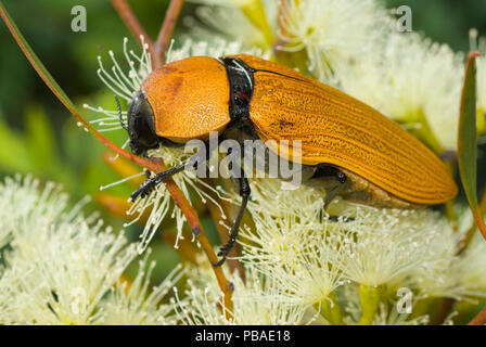 Gioiello beetle (Temognatha heros) alimentazione su fiori di eucalipto, Lago Cronin Riserva Naturale, Western Australia, febbraio. Foto Stock