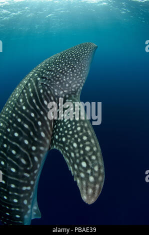 Squalo balena (Rhincodon typus) Cenderawasih Bay, Papua occidentale. Indonesia. Foto Stock