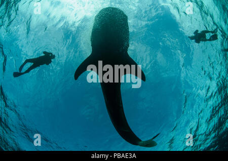 Squalo balena (Rhincodon typus) e subacquei visto dal di sotto, Cenderawasih Bay, Papua occidentale. Indonesia. Foto Stock