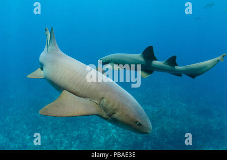 Squalo nutrice (Ginglymostoma cirratum) Hol Chan Riserva Marina, il Belize Barrier Reef, il Belize. Foto Stock