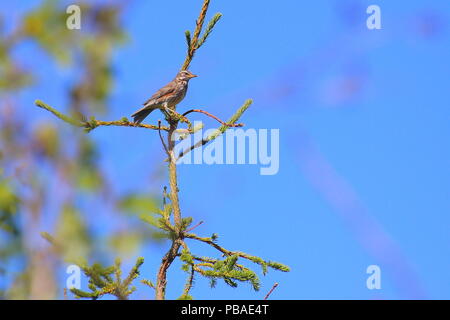 Redwing (Turdus iliacus) seduto su un ramoscello di abete rosso. Foto Stock