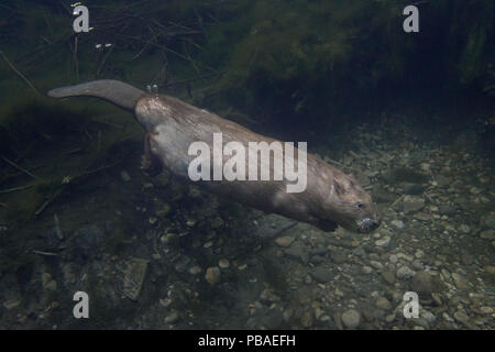 Castoro europeo (Castor fiber) adulto nuoto subacqueo, vicino a beaver lodge , France Foto Stock