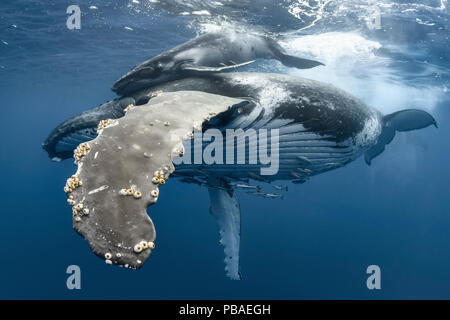 Humpback Whale (Megaptera novaeangliae) femmina con vitello, perseguito da parte dei maschi durante il ciclo di riscaldamento Vava'u, Regno di Tonga. Oceano Pacifico. Foto Stock