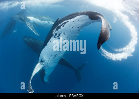 Le balene con la gobba (Megaptera novaeangliae) in un ciclo di riscaldamento, con sei maschi che competono per l'attenzione di una donna che ha già un vitello. Vava'u, Regno di Tonga Foto Stock