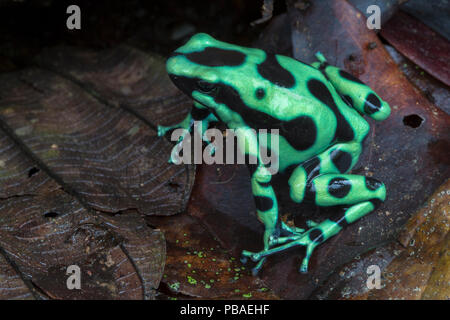 Verde e nero rana veleno (Dendrobates auratus) centrale dei Caraibi pedemontana, Costa Rica Foto Stock