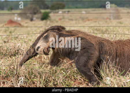 Adulto Anteater gigante (Myrmecophaga tridactyla) Salendo attraverso un recinto di bestiame. Pantanal meridionale, Moto Grosso do Sul membro, Brasile. Settembre. Foto Stock