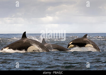 Orca (Orcinus orca) pod caccia delfino comune in corrispondenza della superficie, False Bay, Sud Africa, aprile. Foto Stock