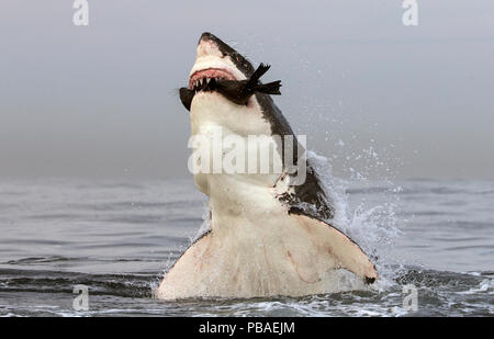 Il grande squalo bianco (Carcharodon carcharias) saltando fuori di acqua per retrodatare la guarnizione, la guarnizione Isola, False Bay, Sud Africa, Luglio. Foto Stock