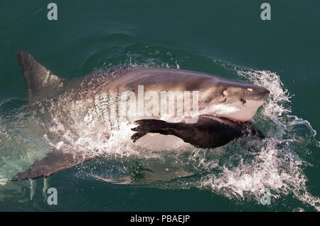 Il grande squalo bianco (Carcharodon carcharias) anteriori a Cape pelliccia sigillo (Arctocephalus pusillus) Guarnizione Isola, False Bay, Sud Africa, Luglio. Sequenza 3 di 3 Foto Stock