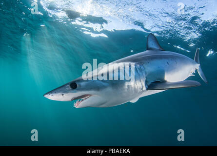 Squalo mako (Isurus oxyrinchus) vicino alla superficie, Cape Point, Sud Africa, Marzo 2015 Foto Stock