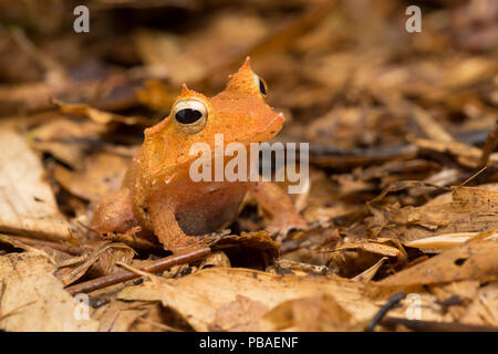 Isole Salomone rana foglia / ciglia o rana Guenther era il triangolo (rana Cornufer guentheri, precedentemente Ceratobatrachus guentheri) captive Foto Stock