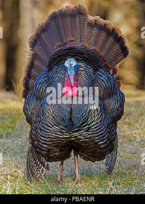 Il tacchino selvatico (Meleagris gallopavo) nel display di accoppiamento. Parco Nazionale di Acadia, Maine, Stati Uniti d'America. Aprile. Foto Stock