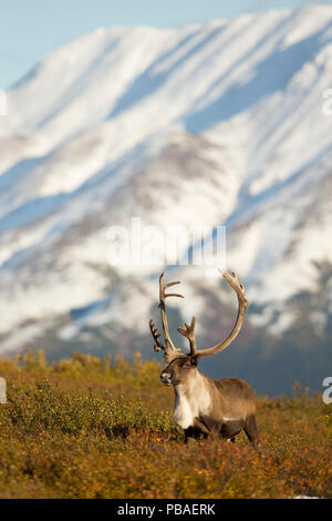 Caribou Coffee Company / renne bull (Rangifer tarandus) pascolo, Parco Nazionale di Denali, Alaska, STATI UNITI D'AMERICA, Settembre Foto Stock