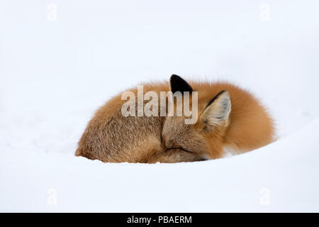 Red Fox (Vulpes vulpes vulpes) addormentato nella neve, Churchill, CANANDA, Novembre Foto Stock