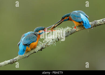 Kingfisher (Alcedo athis) maschio femmina offerta di piccoli gamberi di fiume preda, Sierra de Grazalema Parco Naturale, il sud della Spagna, Aprile. Foto Stock