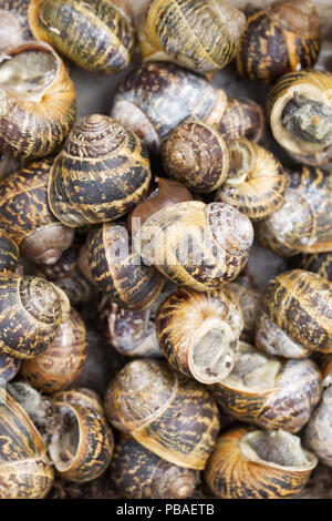 Cornu aspersum. Una collezione di lumache di giardino. Foto Stock