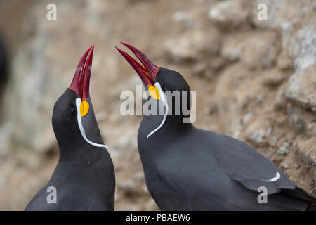 Inca tern (Larosterna inca) maschio e femmina nel corteggiamento, guano isola, isole Pescadores, Perù Foto Stock