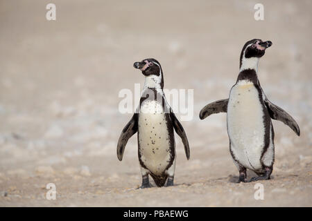 I pinguini Humboldt (Spheniscus Humboldti) due piedi sulla spiaggia insieme, Punta San Juan in Perù Foto Stock