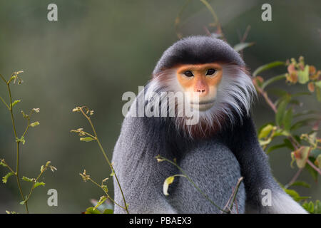 Rosso-shanked Douc langur (Pygathrix nemaeus) maschio adulto ritratto, Vietnam Foto Stock