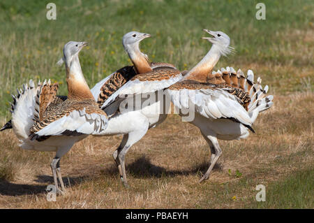 Grande (bustard Otis tarda) maschi (P5) (Bk9) & (L12) combattere su Salisbury Plain, parte del progetto di reintroduzione, UK Aprile Foto Stock