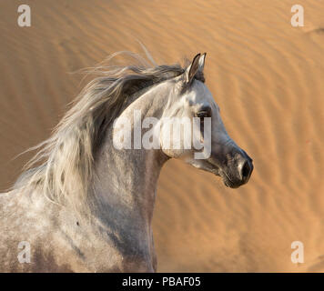 Ritratto di testa di grigio stallone arabo in esecuzione in dune del deserto vicino a Dubai, Emirati Arabi Uniti. Foto Stock