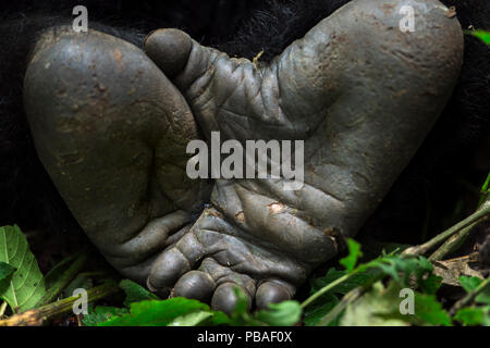 Gorilla di Montagna (Gorilla beringei Gorilla Silverback) piedini maschio, membro di 'Humba' gruppo. Il Parco nazionale di Virunga, Repubblica Democratica del Congo, Marzo. Foto Stock