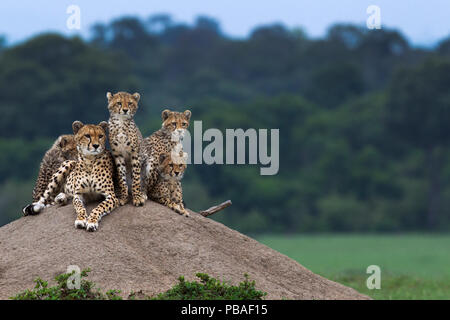 Ghepardo (Acinonyx jubatus) femmina e cuccioli di età compresa tra i 6-9 mesi seduta su un termite mound, il Masai Mara riserva nazionale del Kenya. Foto Stock