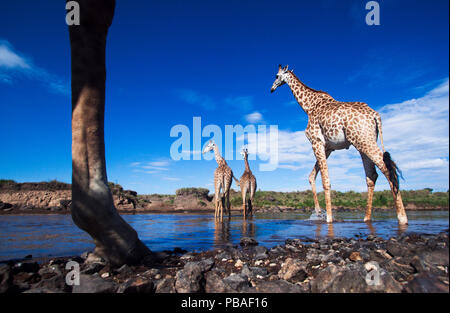 Maasai giraffe (Giraffa camelopardalis tippelskirchi) allevamento attraversando il fiume Mara, il Masai Mara riserva nazionale del Kenya. Prese con telecomando ampio angolo fotocamera. Foto Stock