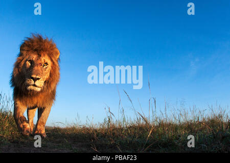 Lion (Panthera leo) maschio si avvicina, il Masai Mara riserva nazionale del Kenya. Prese con telecomando ampio angolo fotocamera. Foto Stock