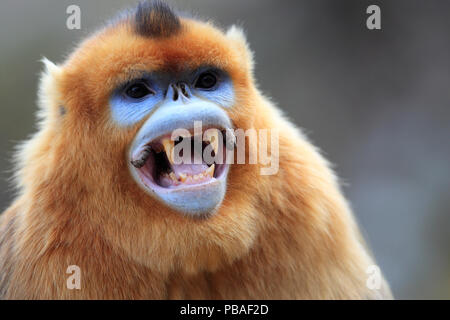 Scimmia dorata (Rhinopithecus roxellana) maschio mostra denti canini, montagne Qinling, Cina. Foto Stock