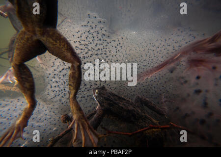 Rana comune ( Rana temporaria) tra frogspawn negli allevamenti di stagno, Alsazia, Francia, Marzo. Foto Stock