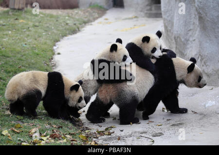 Panda gigante (Ailuropoda melanoleuca) femmina e tre ragazzi età un anno e mezzo. Chengdu Panda Centro di allevamento, Sichuan, in Cina. Foto Stock