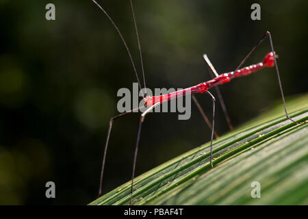 Bastone da passeggio di insetto (Phasmatodea) Tarapoto, Amazon, Perù. Foto Stock