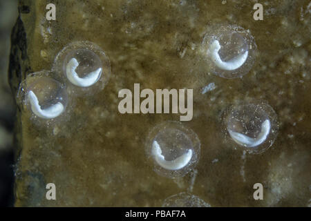 Lo sviluppo di embrioni di Olm (Proteus anguinus) attaccato al lato inferiore di una roccia. Captive presso le grotte di Postumia, Slovenia. Aprile. Foto Stock