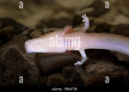 Olm (Proteus anguinus) un blind cave salamander. Captive, Slovenia. Foto Stock